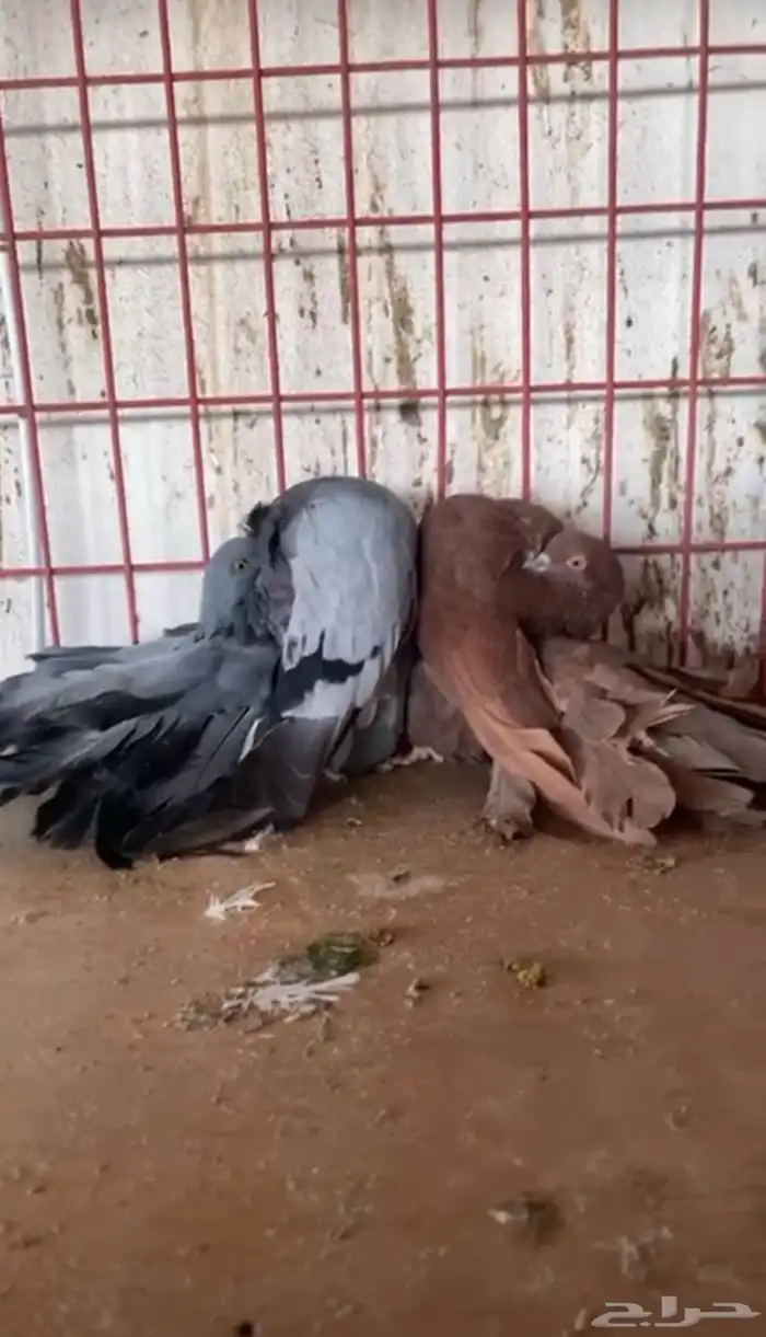 جور فانتيل هولند رقاص 1