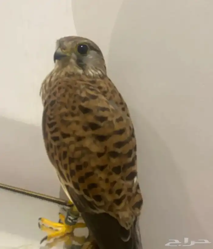 مطلوب شبوط في الخرج 0