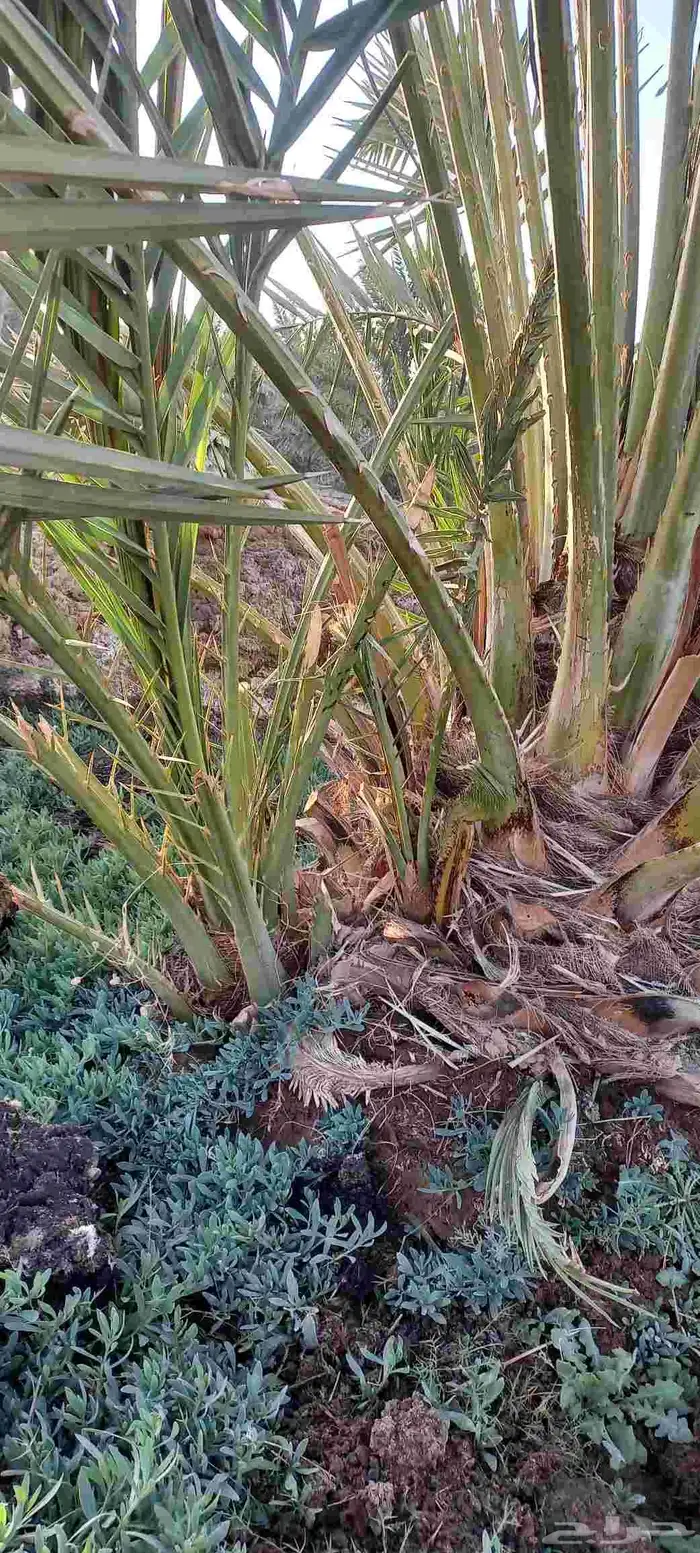 فسائل صفاوي عجوة صقعي مجدول برني 6