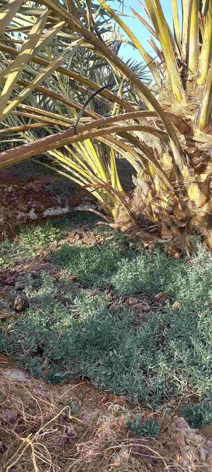 فسائل صفاوي عجوة صقعي مجدول برني 4