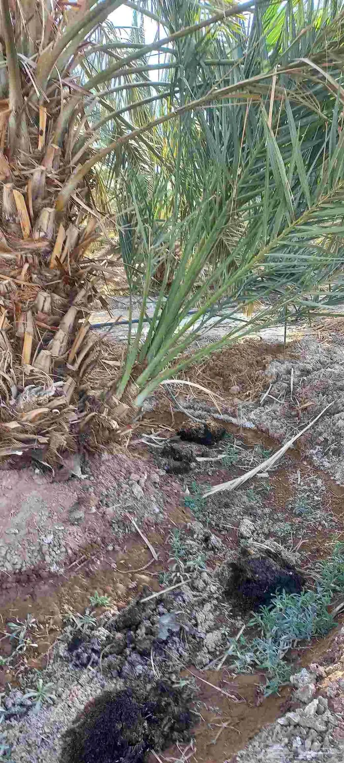 فسائل صفاوي عجوة صقعي مجدول برني 0