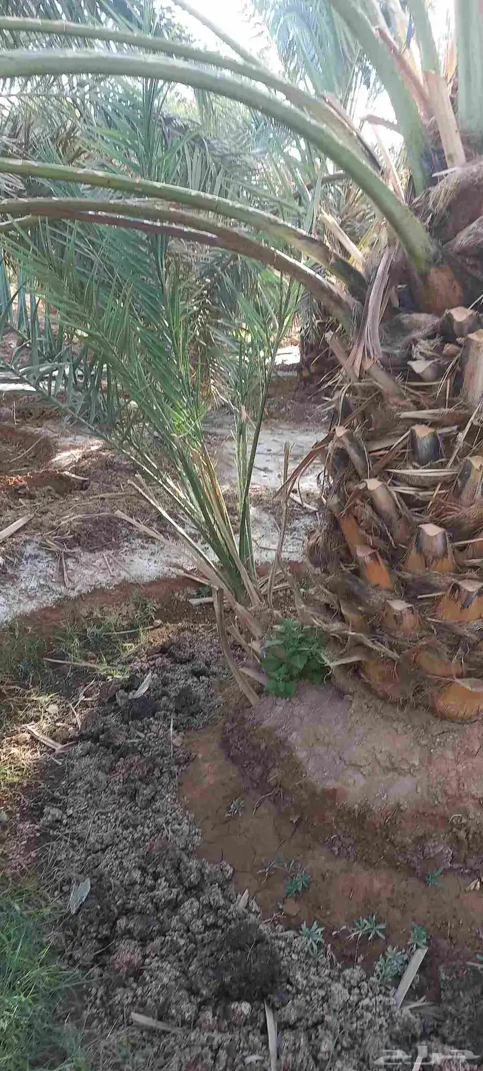 فسائل صفاوي عجوة صقعي مجدول برني 3