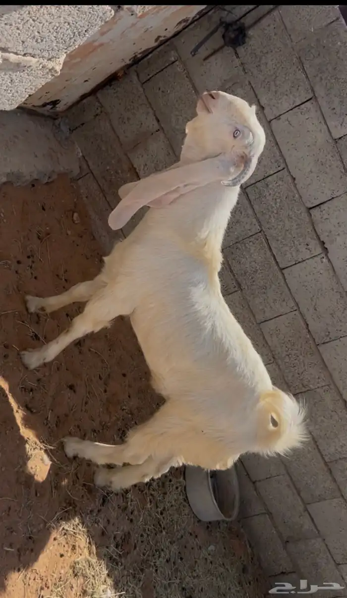 تيس هولندي 2