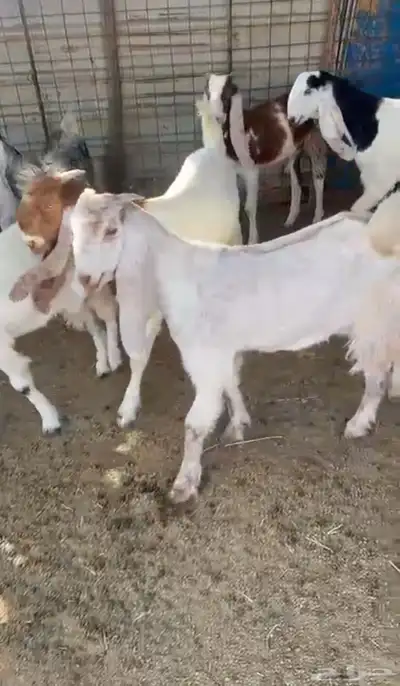 جفار مشاريك منوة القناي 0