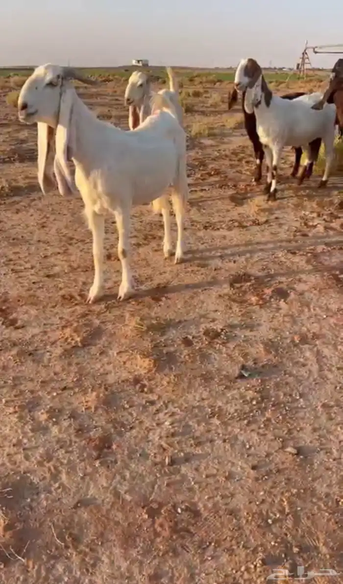 مشاريك ومطورات مضاريع 0
