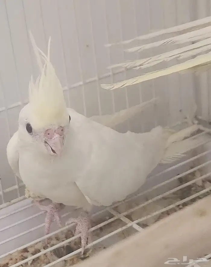 كروان كريمي فيس لاتينو 1