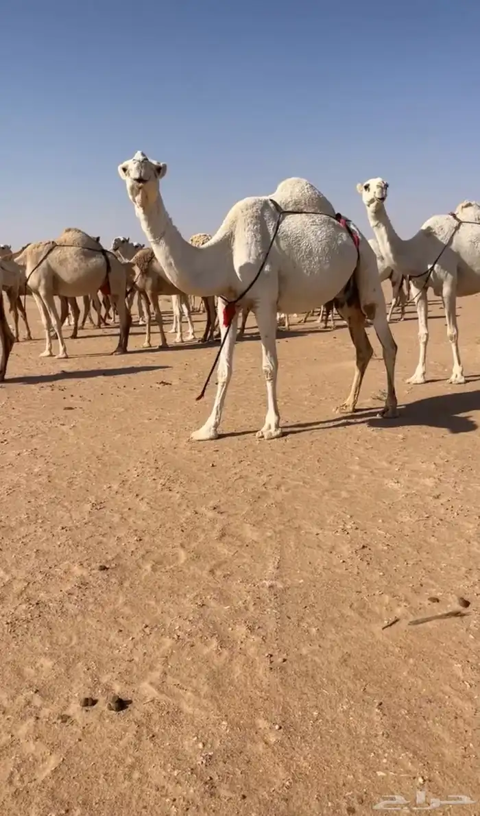 العشراء الوضحاء الطيبه 0