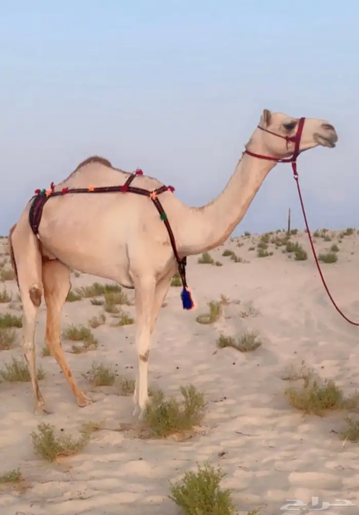 عشرا بكر طيبه ( هجن ) 0