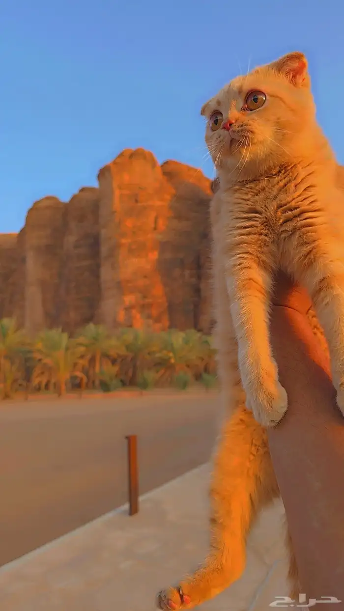 سكوتش فولد (( للبيع )) 0