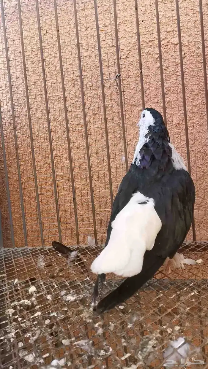 2 فحول شيرازي فاخرتوب 5