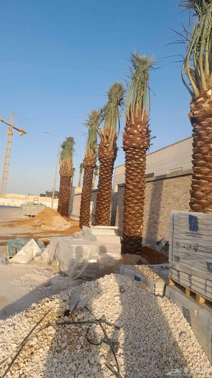 نخيل عربي ونخل واشنطونياء وشجر زيتون 0