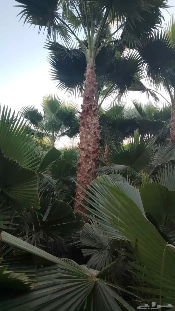 نخل زينه واشنطني أمريكي 5