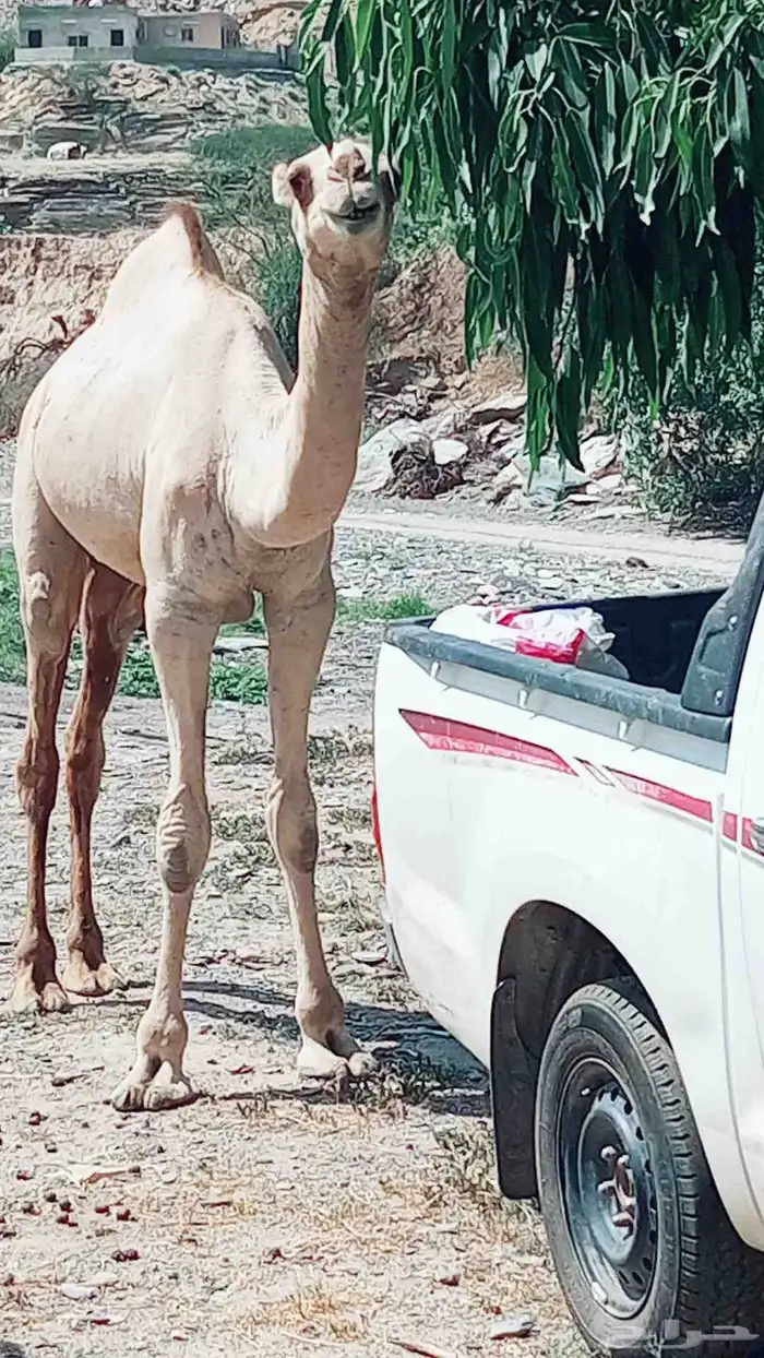 بعير ارك 0
