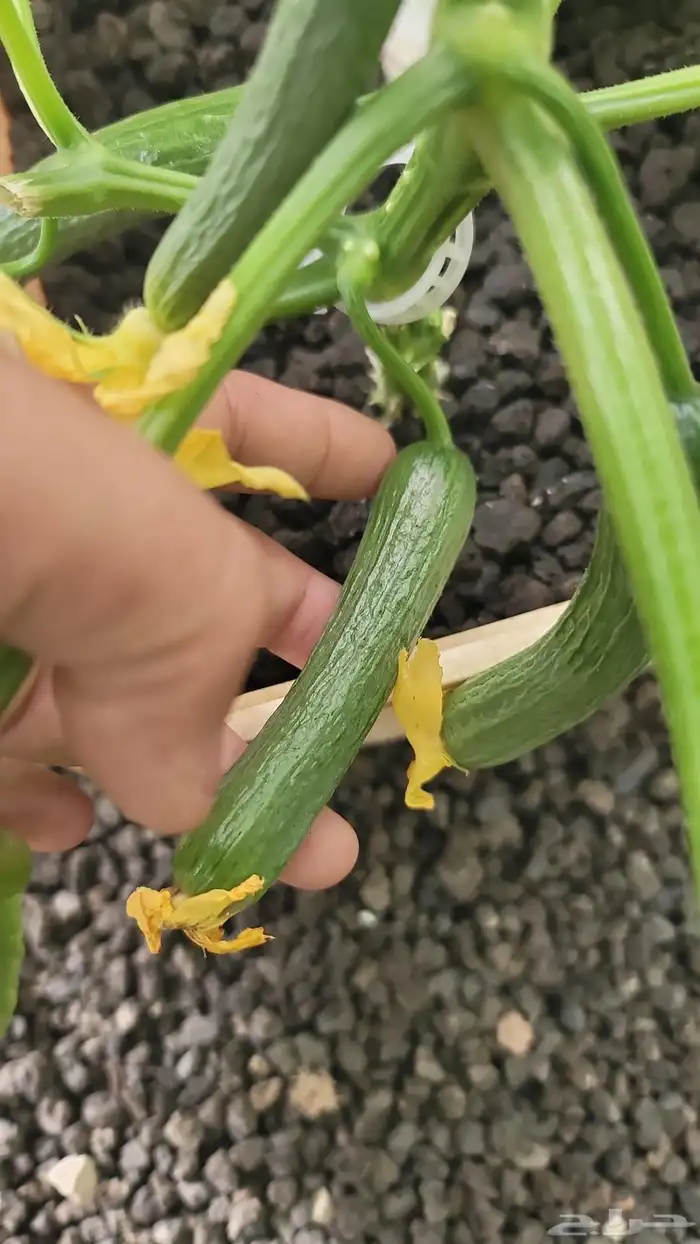 شركة ركن الفلاحة التجارية لجميع خدمات الزراعة المائية 7