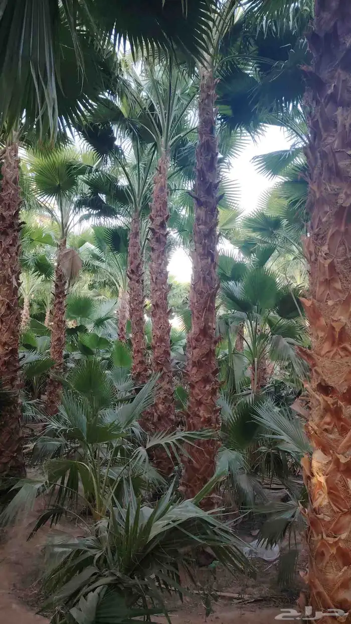 نخل زينه واشنطني أمريكي 2