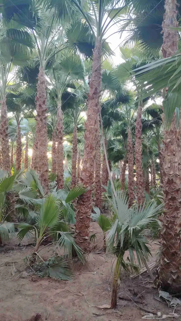 نخل زينه واشنطني أمريكي 3