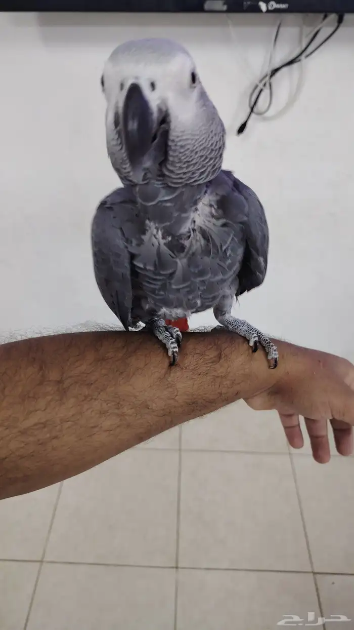 كاسكو اليف وهادي جدا و متكلم كثير عمره سنه ونص 5