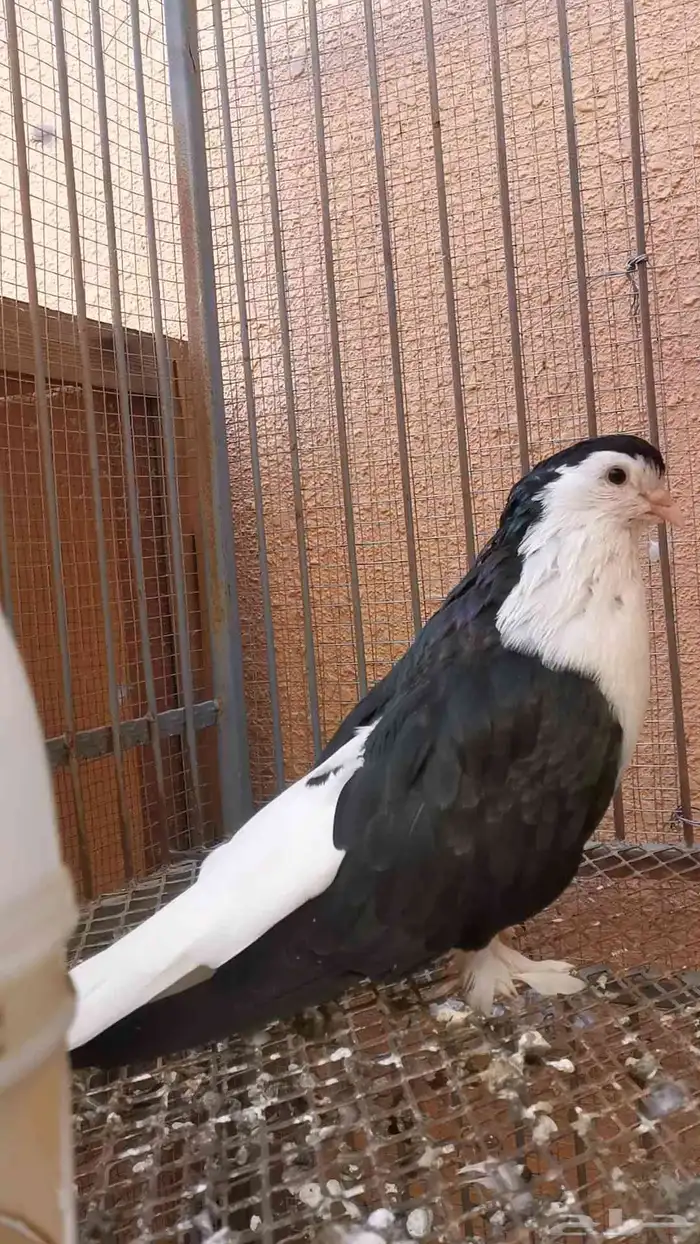 2 فحول شيرازي فاخرتوب 8