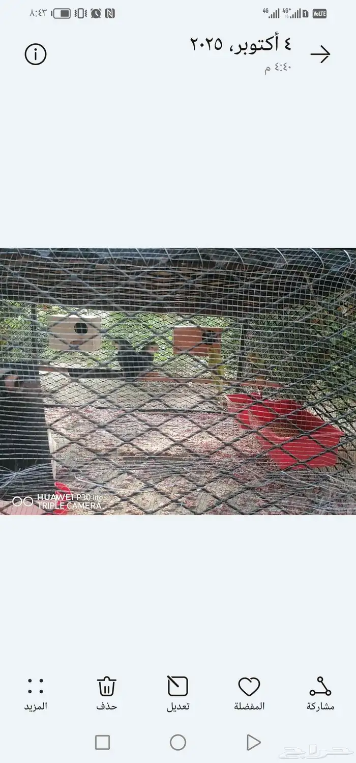 للبيع بابغاه روز زوج وانثى 7