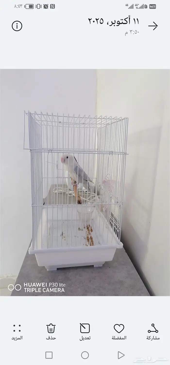 للبيع بابغاه روز زوج وانثى 3