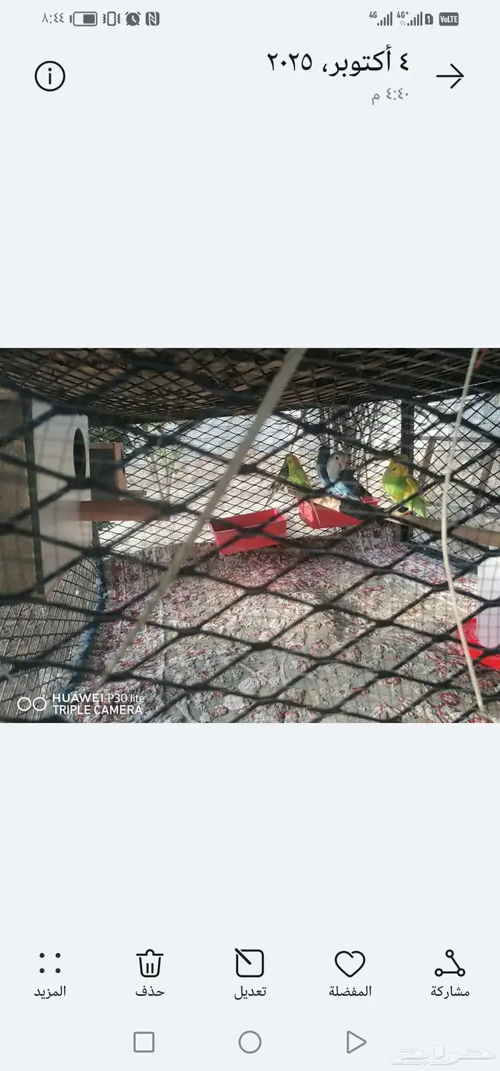 للبيع بابغاه روز زوج وانثى 6