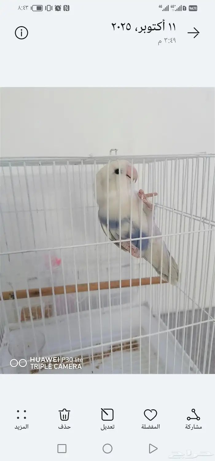 للبيع بابغاه روز زوج وانثى 5