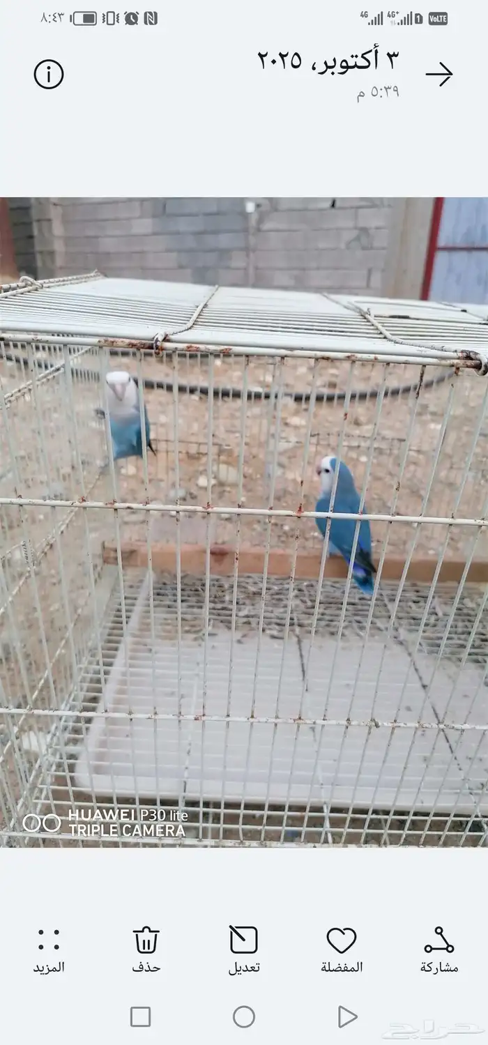 للبيع بابغاه روز زوج وانثى 2