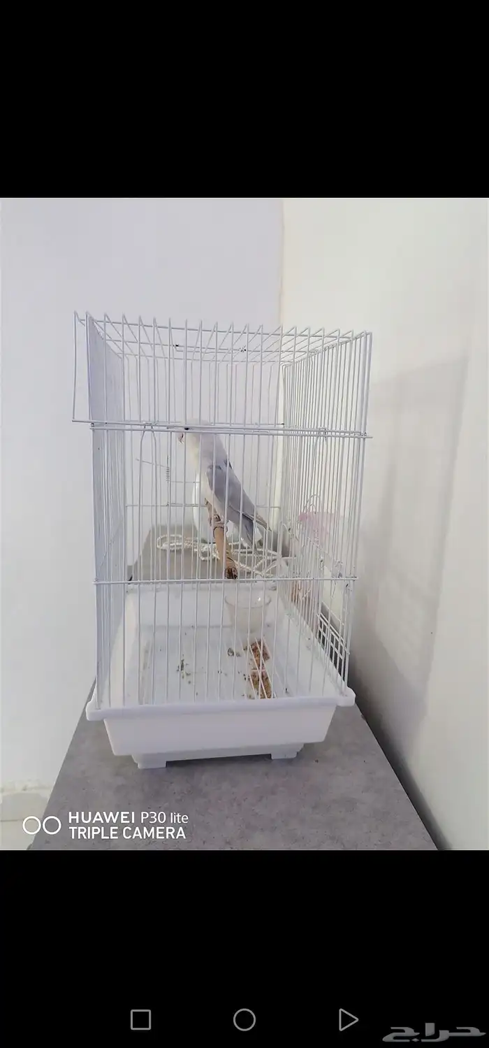 للبيع بابغاه روز زوج وانثى 4