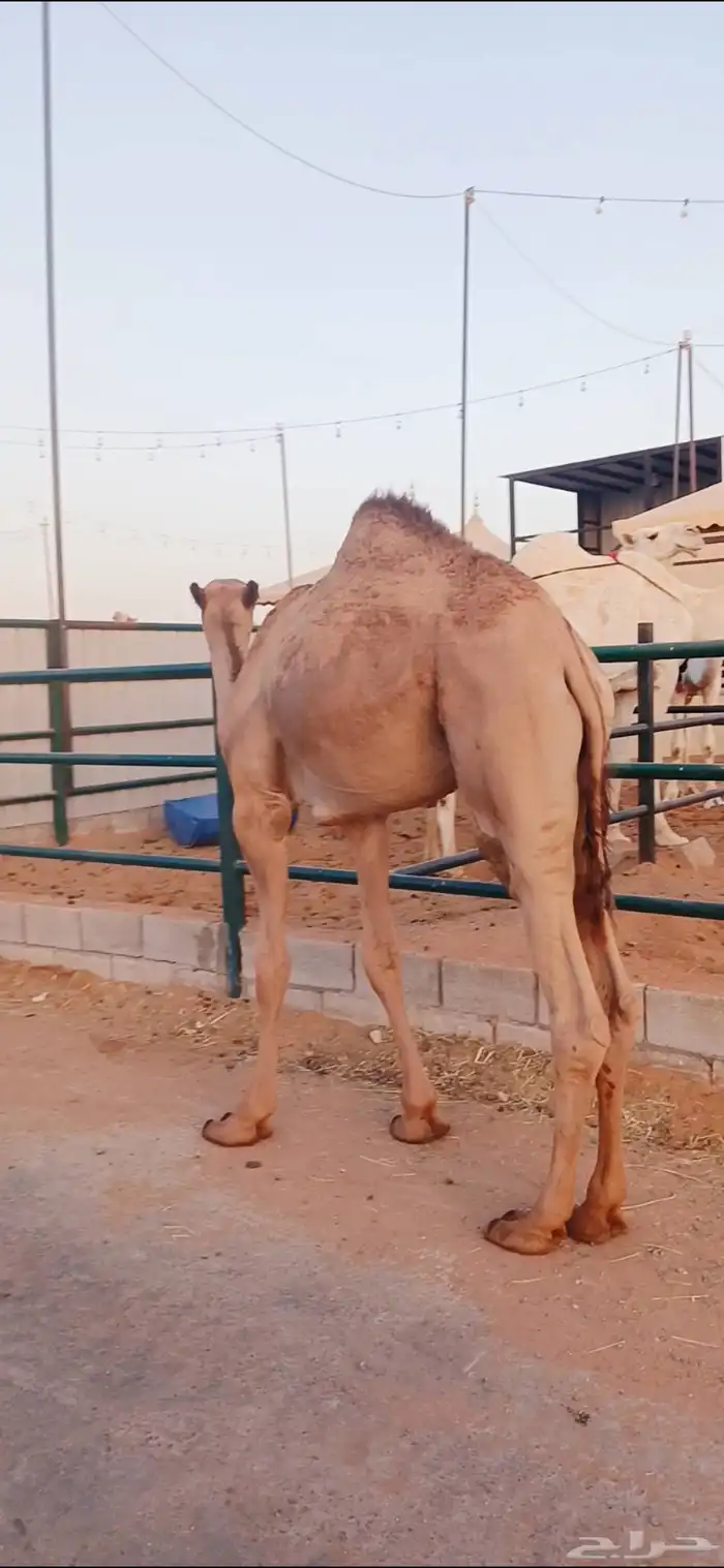 قعدان عدد 5 1