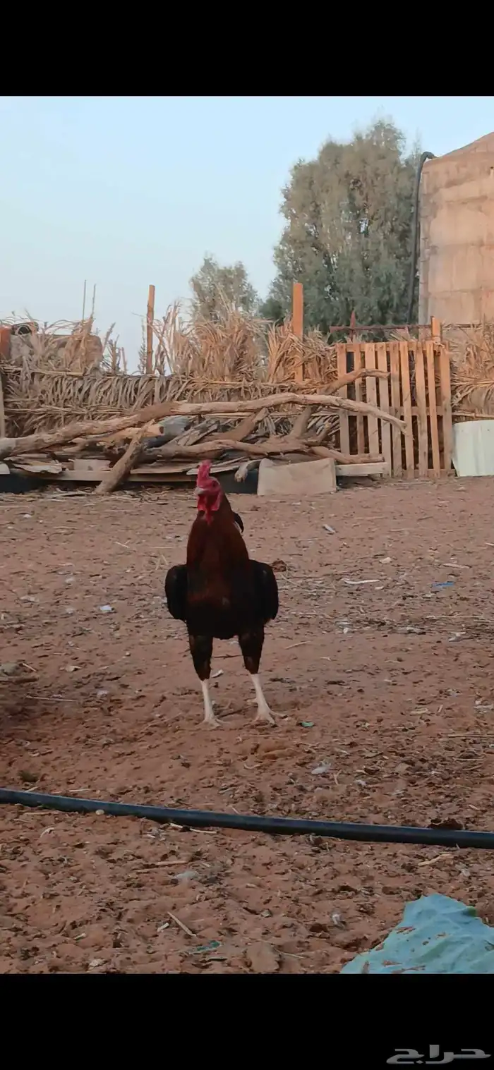 ديك باكستاني على السوم 0