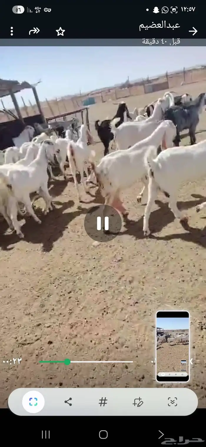 معزا بيض 55تحتها22 2