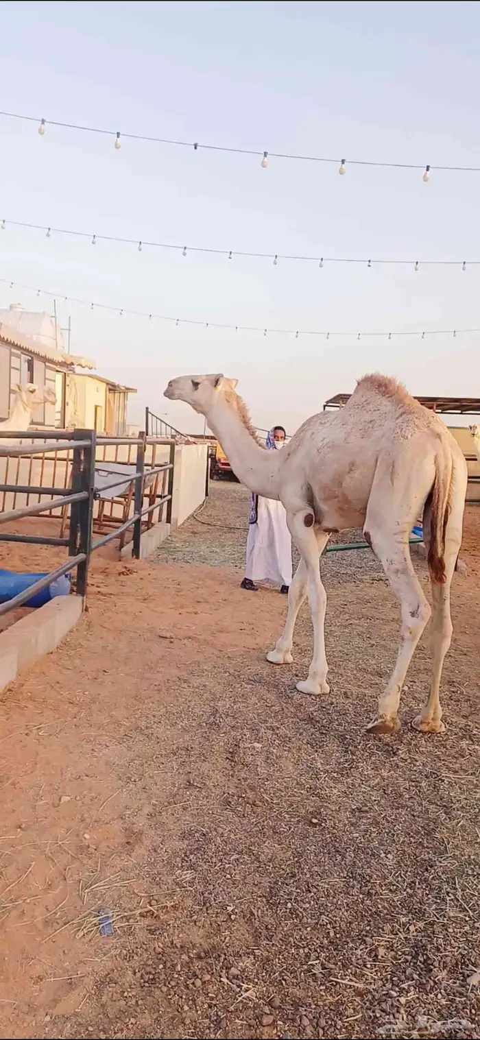 قعدان عدد 5 7