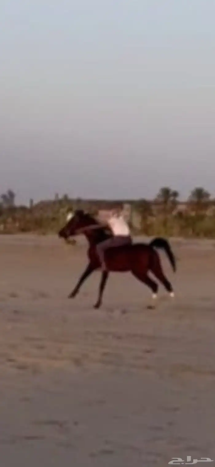 حصان شعبي شيخ وسبوقق. 5