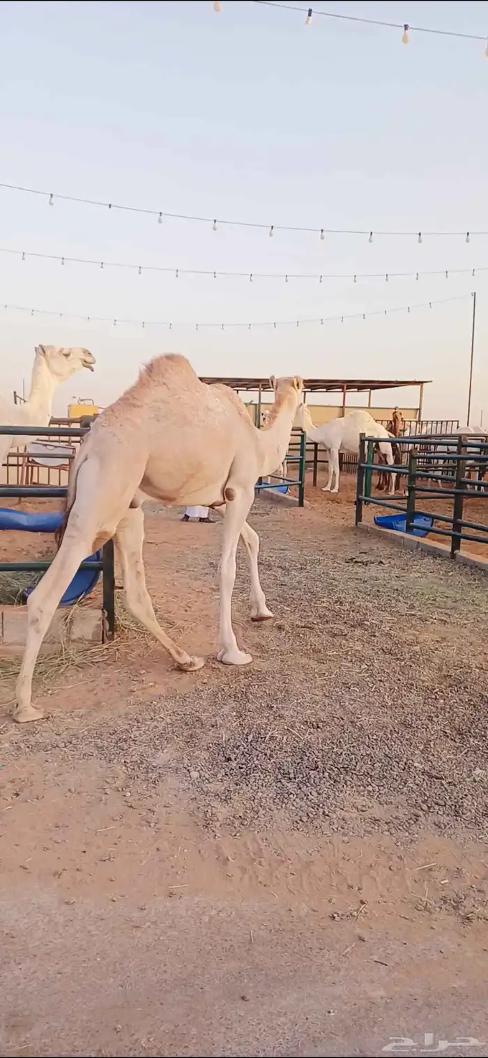 قعدان عدد 5 8