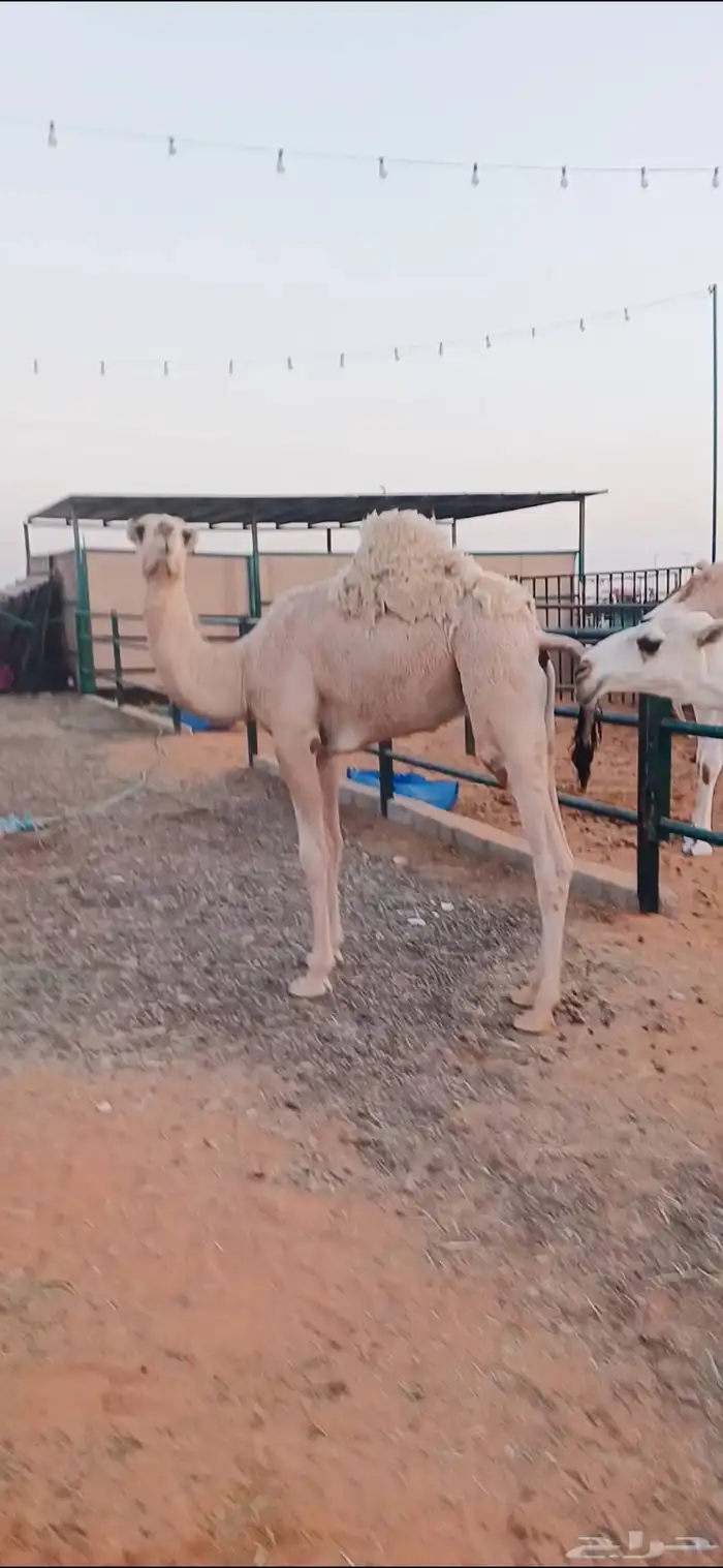 قعدان عدد 5 3