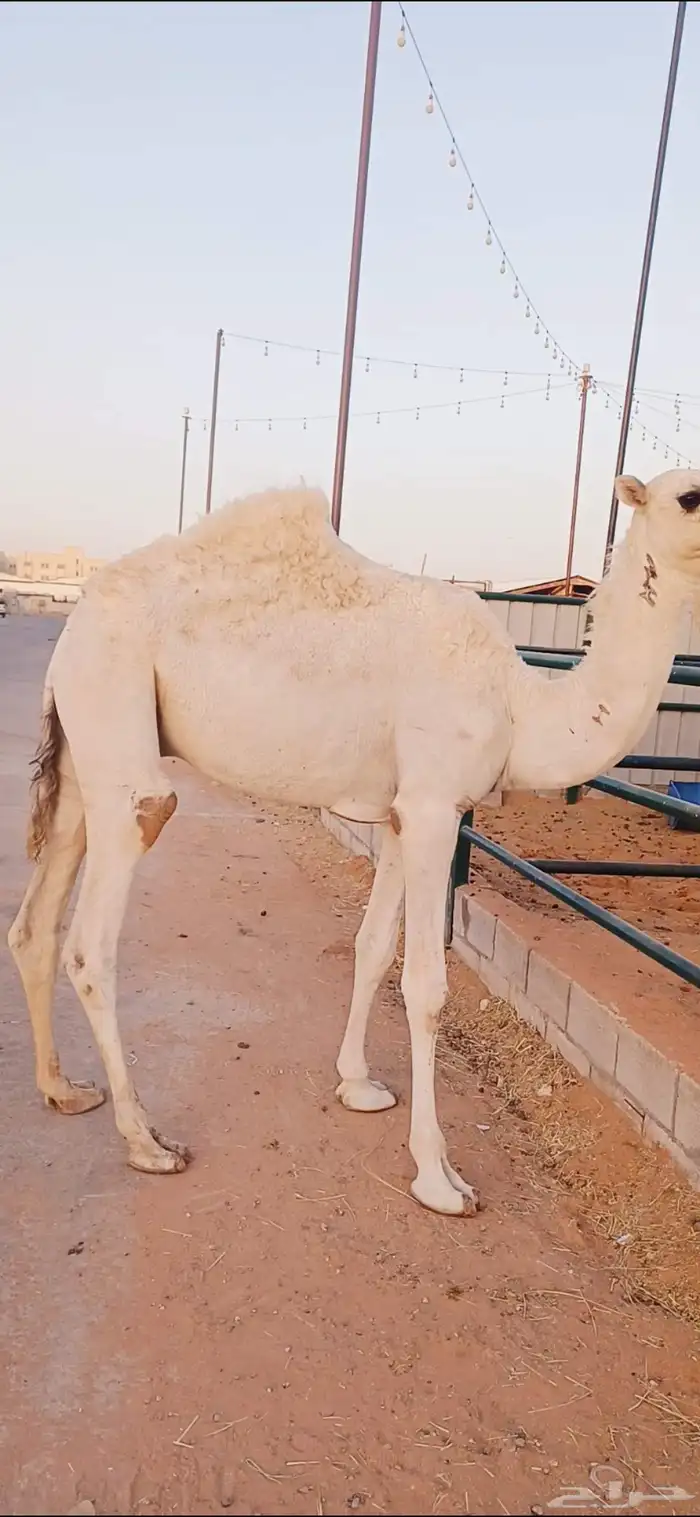 قعدان عدد 5 4
