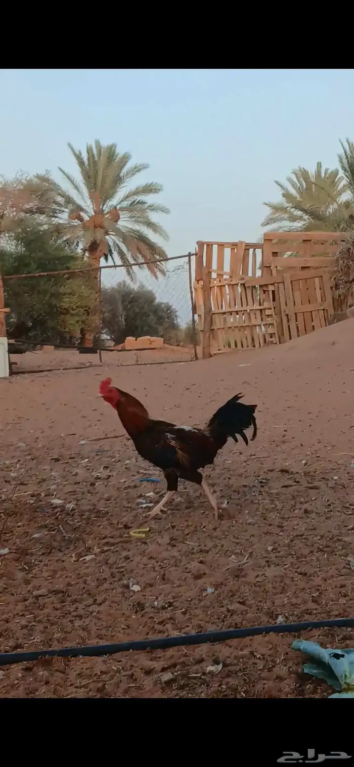 ديك باكستاني على السوم 2
