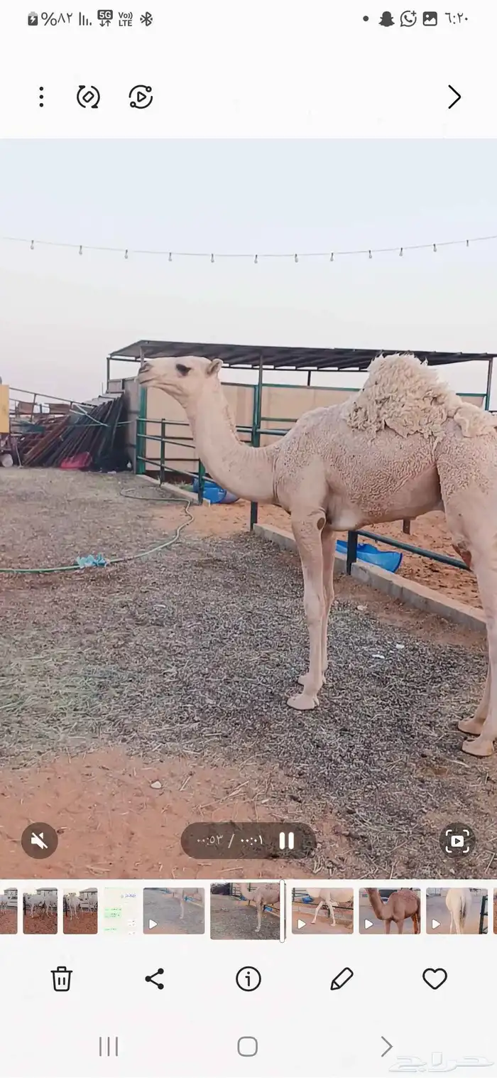 قعدان عدد 5 2