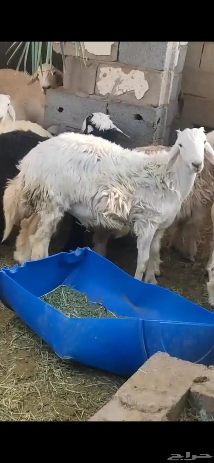 طلي ذبيحه للبيع على الشرط يوجد توصيل 0