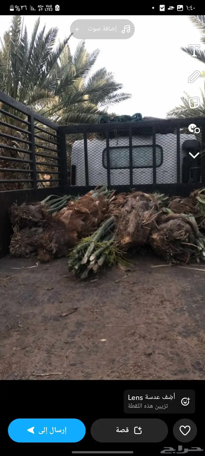 فسائل صفاوي عجوة صقعي مجدول برني 2