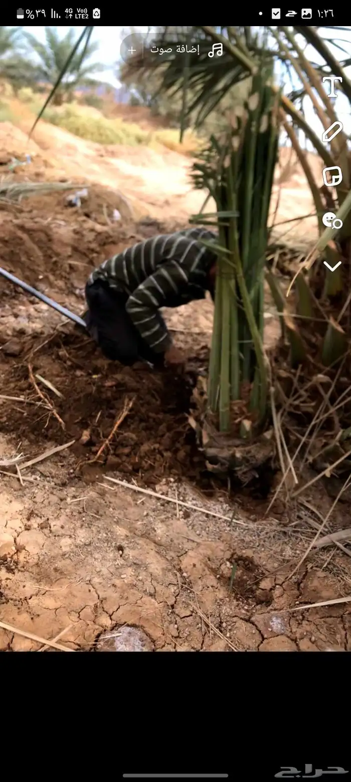 فسائل صفاوي عجوة صقعي مجدول برني 8