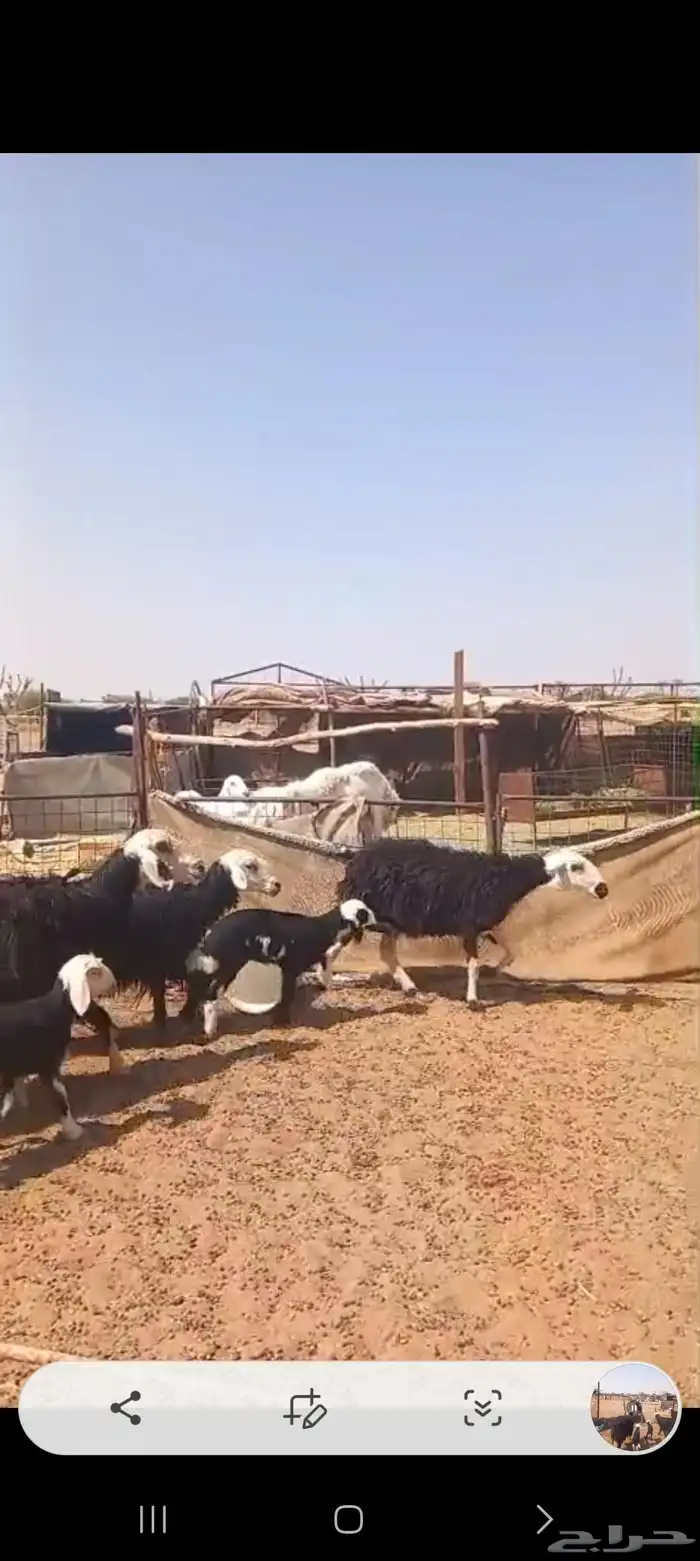 ضان نجد مواليد 3 معها 3 1