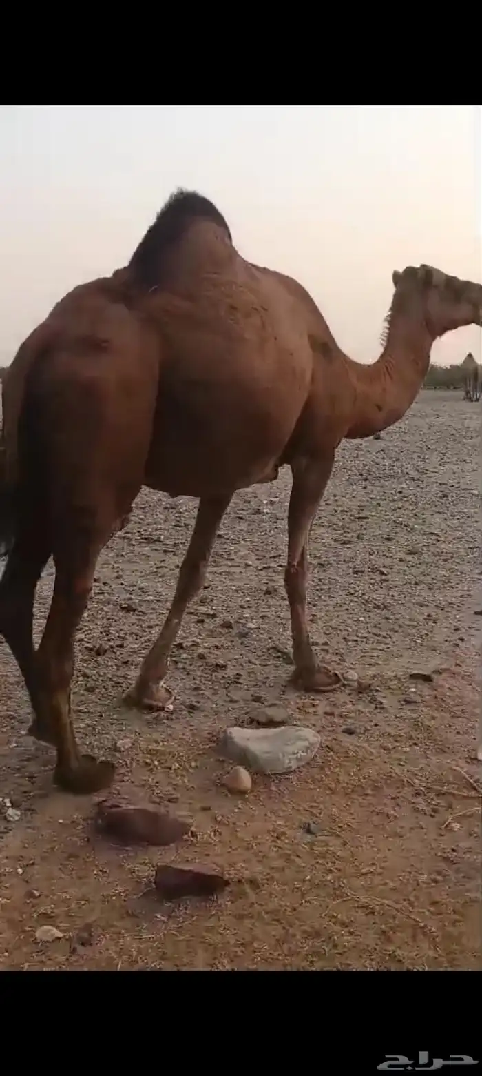 7 نياق منها خلفات ومداني 6500 تم البيع 1