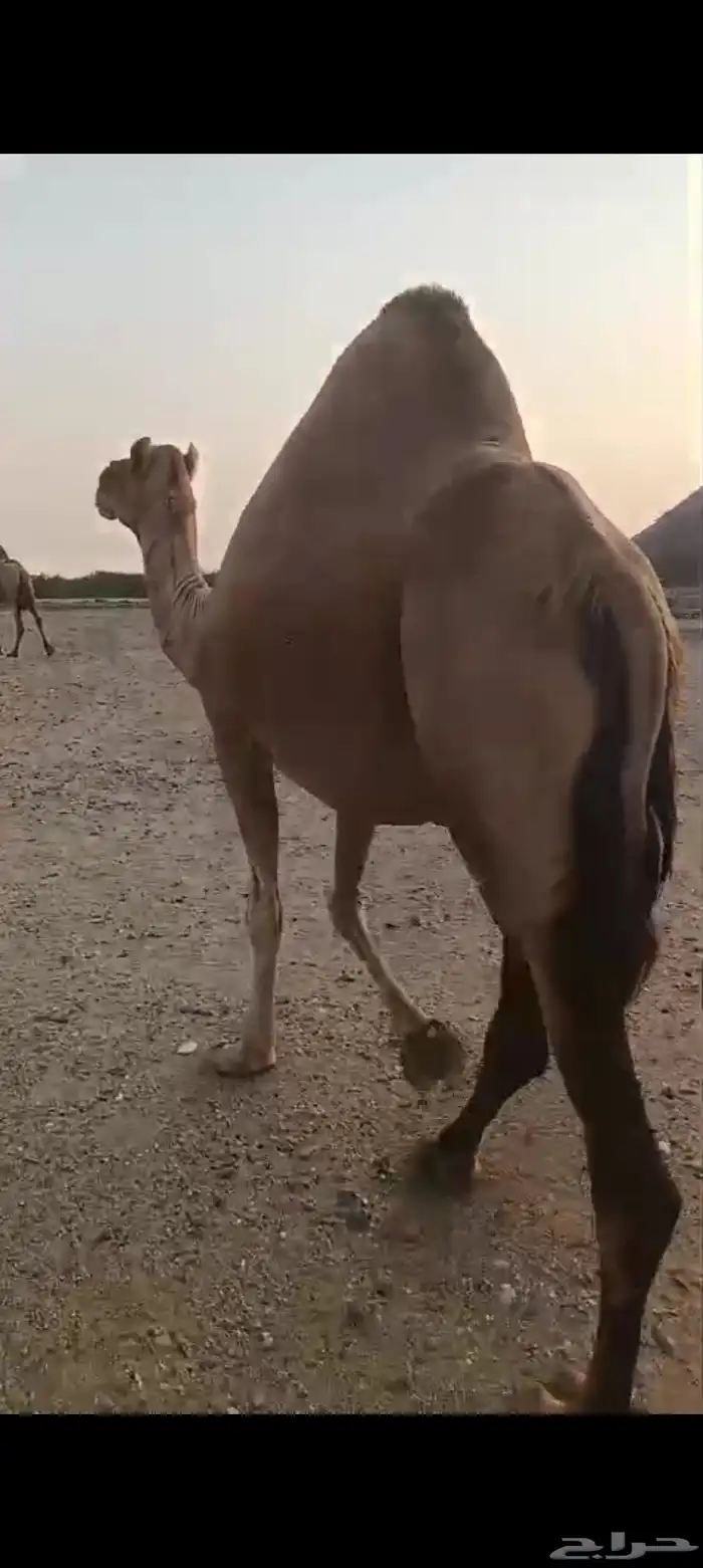 7 نياق منها خلفات ومداني 6500 تم البيع 0