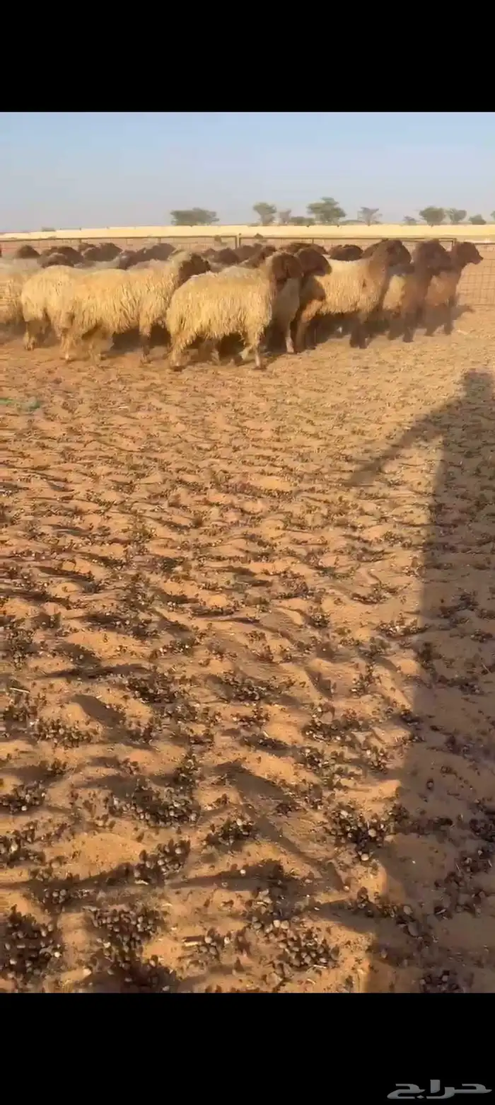 جذعات نعيم 0