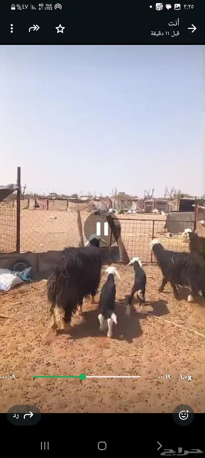 ضان نجد مواليد 3 معها 3 0