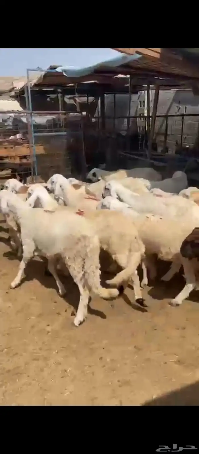 طليان سواكني 6