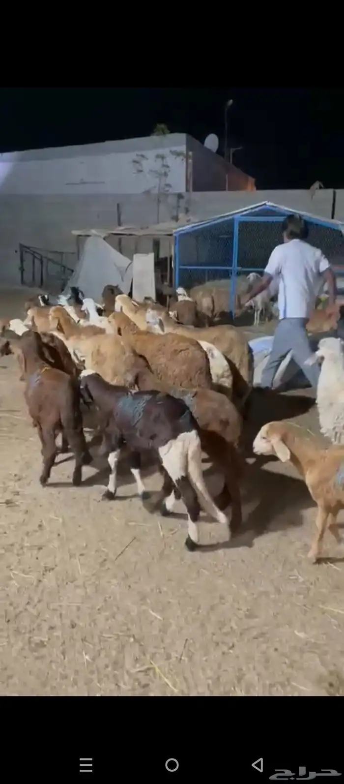 طليان سواكني 1
