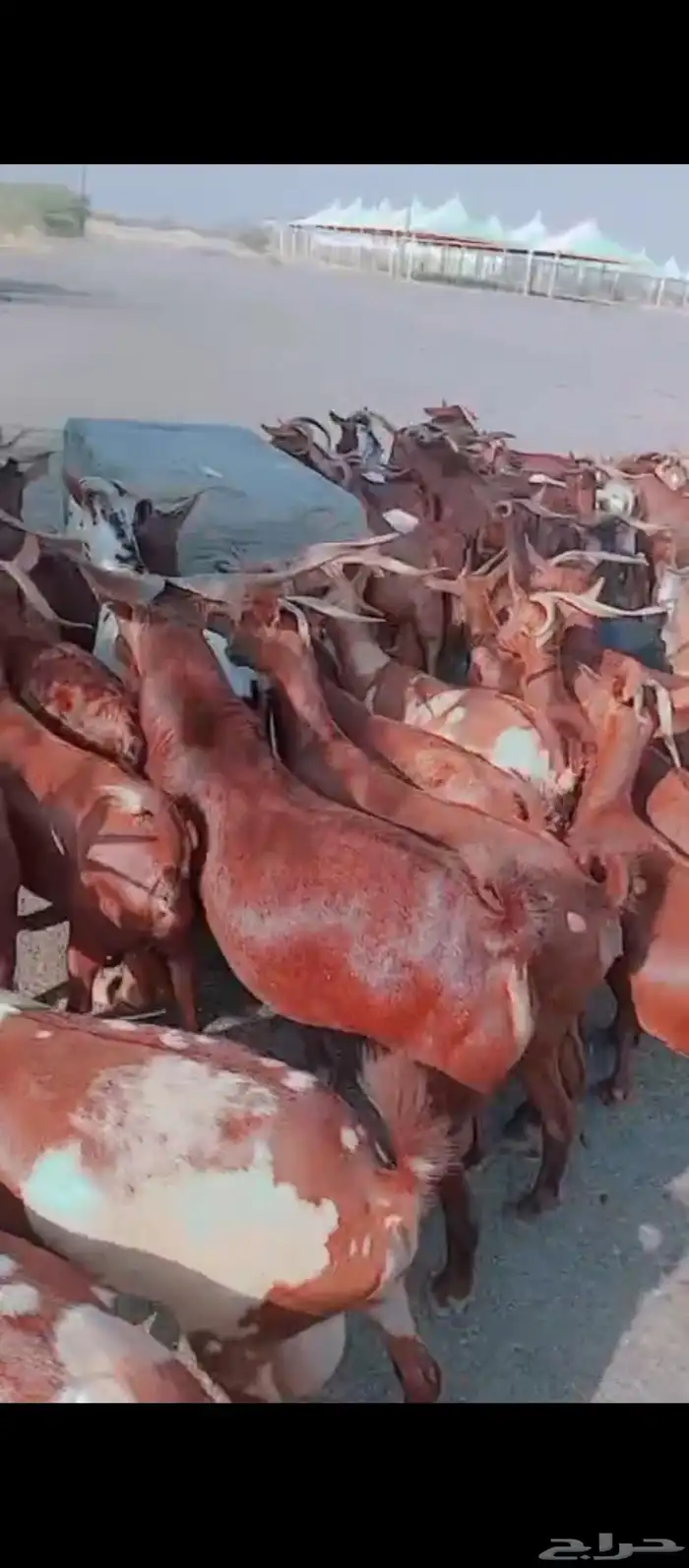 غنم دهم جبلي دفيع العدد 56 مع الفحل 2