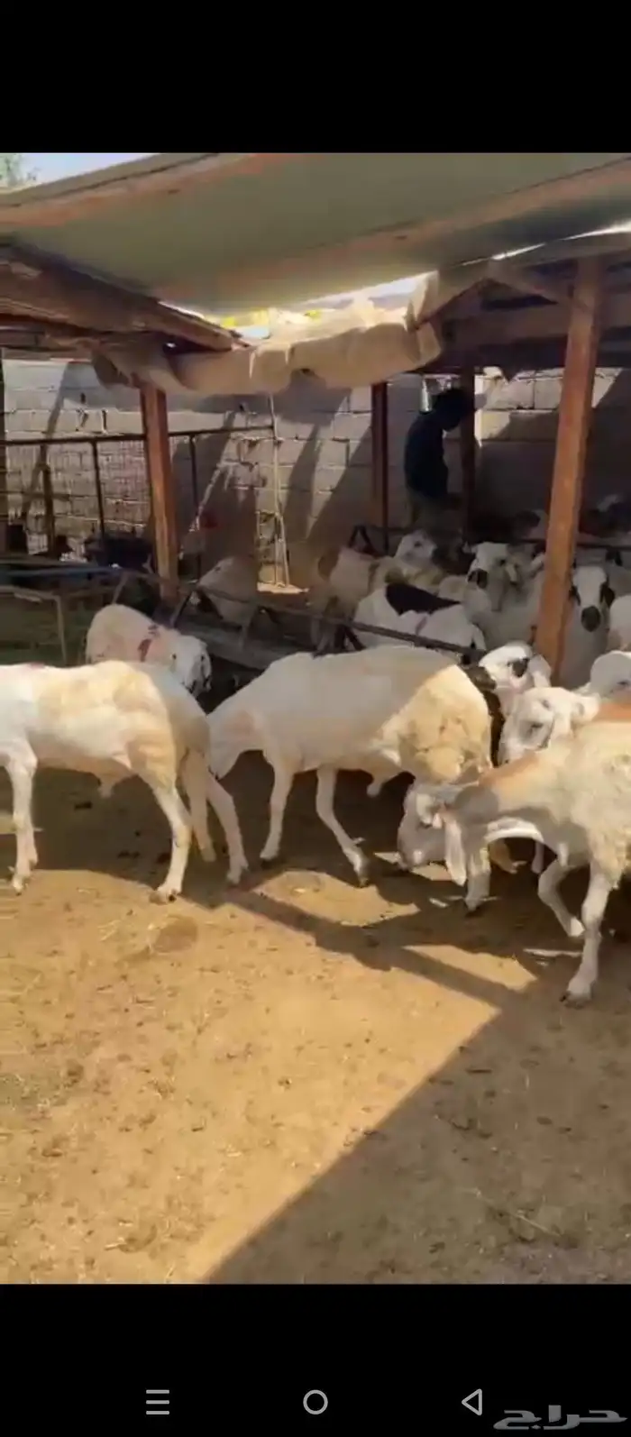 طليان سواكني 7